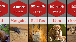 Comparison: Fastest Animals In The World