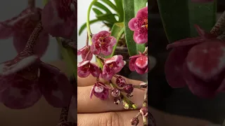 Орхидея саркохилус Sarcochilus red snow * Roberto #orchid #орхидеи