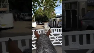 Horse waits for his girlfriend at gate #horse