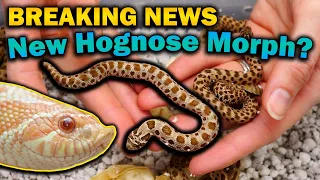 Our Secret Hognose Babies Hatched! We can reveal the secret now!