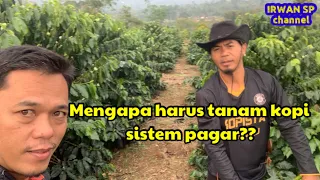 Mengapa harus tanam kopi sistem pagar???