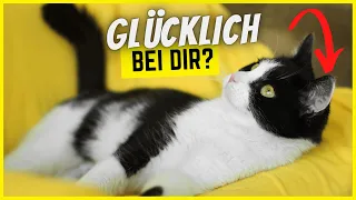 Top 5 Anzeichen, dass sich deine Katze bei dir wohl fühlt!