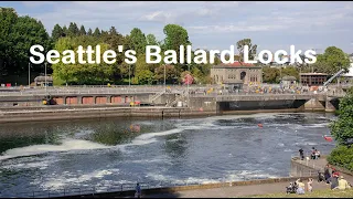 Ballard Locks in Seattle - Boats, Seals & Blue Heron