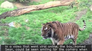 Tiger pouncing towards 7-yr-old in Ireland stopped by glass barrier; video viral