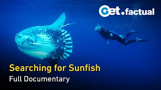 Ocean Stories: Molas and Manatees - Full Ocean Documentary