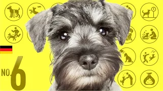 No.6 Miniature Schnauzer ❤️ TOP100 Cute Dog Breeds Video