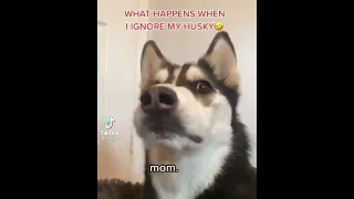 What happens when he ignore his husky