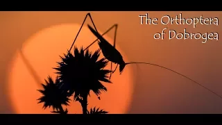 The Orthoptera of Dobrogea (2017)