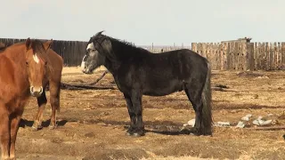 Село Иван-Озеро, гора Шара-Горхон, с.Тасей ,  бронзовый нож, мустанги.