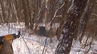 GRIZZLY HUNTING IN RUSSIA IN WINTER WITH DOGS