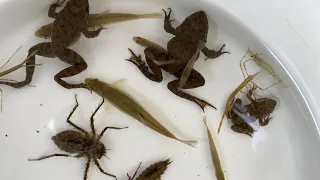 Give giant water bugs the creatures caught in the river. Small fish, frog, shrimp