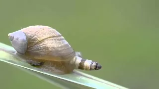 Leucochloridium paradoxum - Zombie snail