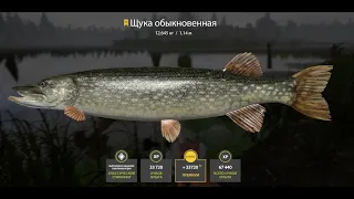 Russian Fishing 4 - Old Burg lake, Pike Trophy, 17.04.2024