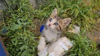 Tiny playful Kitten with incredibly beautiful eyes.