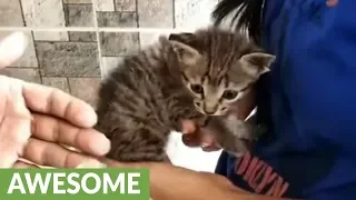 Tiny kitten rescued from drainage pipe