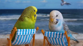 Funny singing, naughty tweet of budgerigars