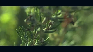 Rosemary - Canon EOS M test upscaled to 4k from 1080p RAW 14-bit