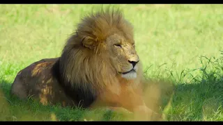 Luani Ne Savanet Afrikane - KAFSHET MISHNGRENESE