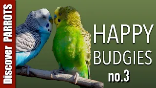 Happy Budgies 3 - Budgerigar Sounds to Play for Your Parakeets | Discover PARROTS