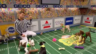 The Puppy Bowl