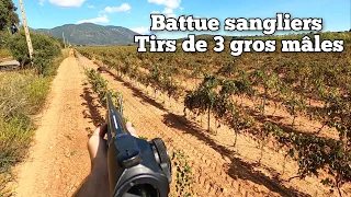 ☆chasse aux sangliers - tirs de 3 gros mâles 2023/2024☆