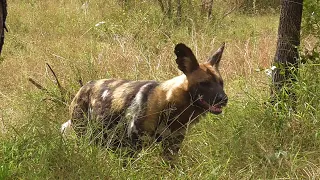 SOUTH AFRICA wild dog, leopard and more (Kruger park - 15 May 2023)