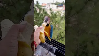 😱 Bananarama: The Parrot Feeding Extravaganza!!!