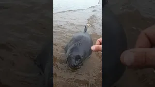 Уставший нерпенок Нижнеангарск