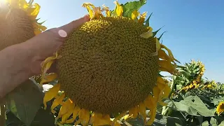 Огляд соняшнику ЕС Саксон від компанії Еліта Селект після цвітіння, нашестя гусіні лугового мотилька