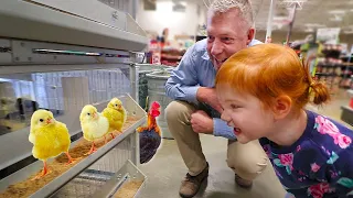 Grandpa takes Adley on a SECRET SURPRISE Play Date!!  (new baby chickens and farm animals)