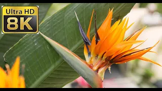 8K ULTRA HD / 8K TV – Beautiful Flowers Collection | Amazing nature | Beautiful Flowers | 8K  Video