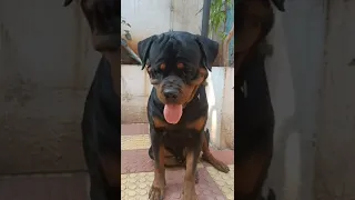 Rottweiler listening instructions of owner #rottweiler #trained #home #shakehands