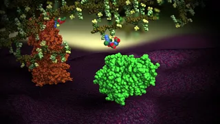 Beta-lactamase: Destroying Antibiotic