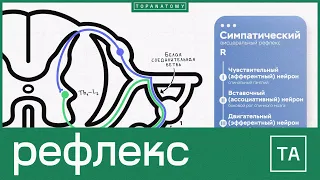 Рефлекс. Соматическая и вегетативная рефлекторная дуга