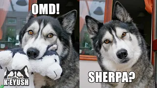 Husky Drops Toy in SHOCK! Reunited With Best Friend After MONTHS Apart!
