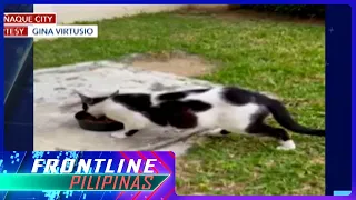 Nagpakain ng community cat, inaway ng kapitbahay | Frontline Pilipinas