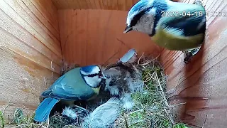 NEST TAKEOVER ?? & EGG LAYING ?? -15th-16th APRIL 2022 Bluetit NESTING SERIES Highlights