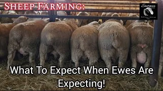 Sheep Farming: What To Expect When You Are Expecting!