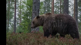 Kuhmon karhuja. Bears from Kuhmo, Finland.