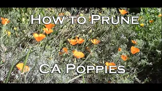 How to Prune California Poppies - Make them Re-bloom!