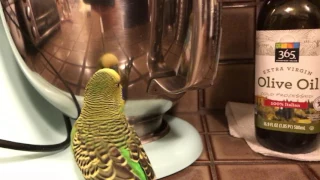 Kiwi LOVES talking to shiny things!