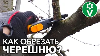 ОБРЕЗАЕМ ЧЕРЕШНЮ так, чтобы урожай ели вы, а не птицы!