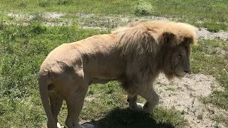 Посетители в восторге от этого благородного льва Львиное сердце! Visitors are in awe of this  lion!