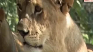 [HD 720p] Lion Documentary National Geographic SACRED LIONS WHITE LIONS Special