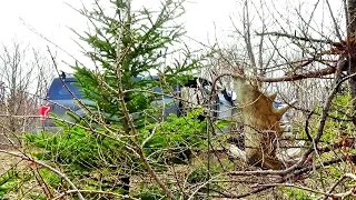 The Great Maine Moose Shed Hunting Tour Day 20