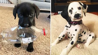 Cute Puppies Doing Funny Things, Cutest Puppies in the Worlds 2020 ♥ #2  Cutest Dogs