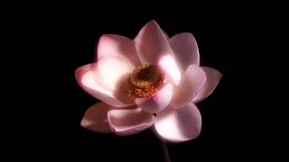 HAVASI — Lotus Flower