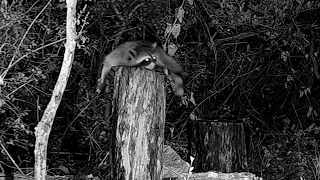 A raccoon on a very hot Texas night