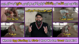 Egg Binding In Lovebirds | Breeding Season Treatement | @MirAvi