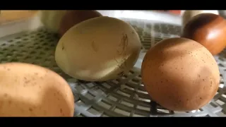 Hatching Chickens